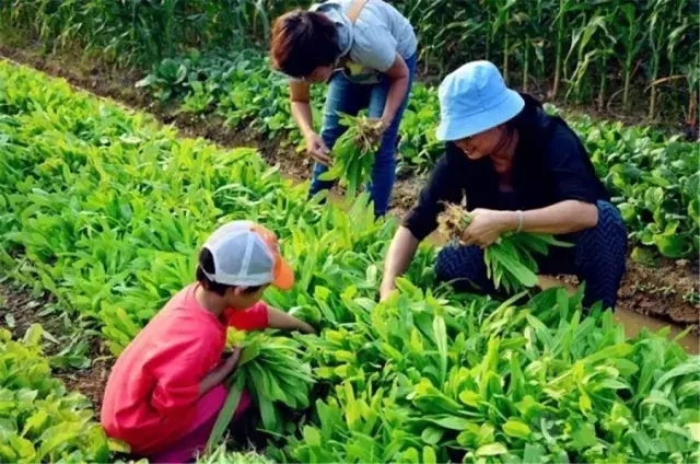 中国乡村旅游的人文模式